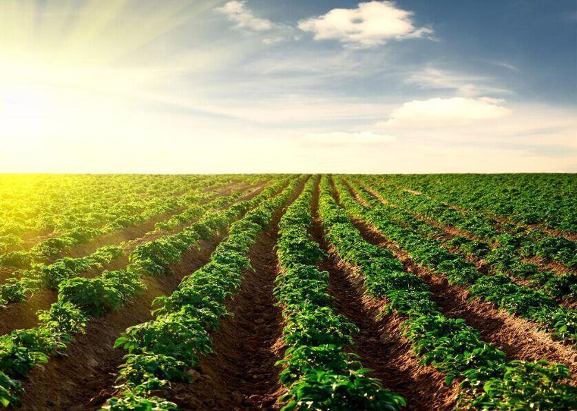 种业顶风前行，必须看清十大形势！