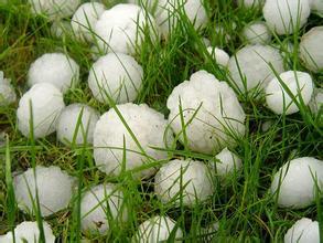 冰雹肆虐致多地作物绝收，急救措施可知晓？