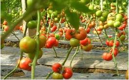 西红柿根肿病的病害症状、发生规律及防治措施