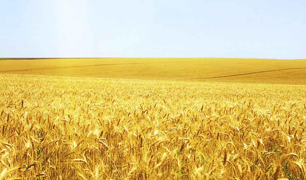 小麦冬前管理关键期，做好这些来年才能丰收丰产！