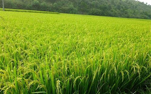 稻田杂草抗药性不断增强，农户们该如何有效应对？