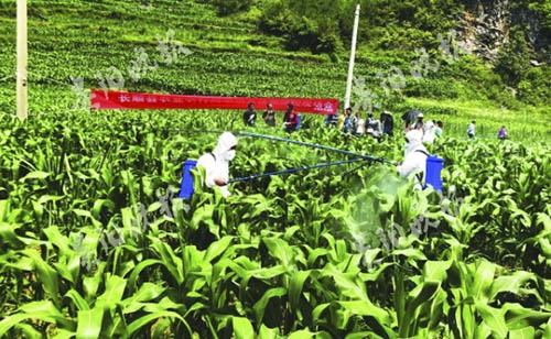 发生提前，5种药剂退出国家推荐名单，今年草地贪夜蛾防控形势依然严峻！